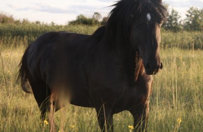 Ken-Nan Duke  (M31108)